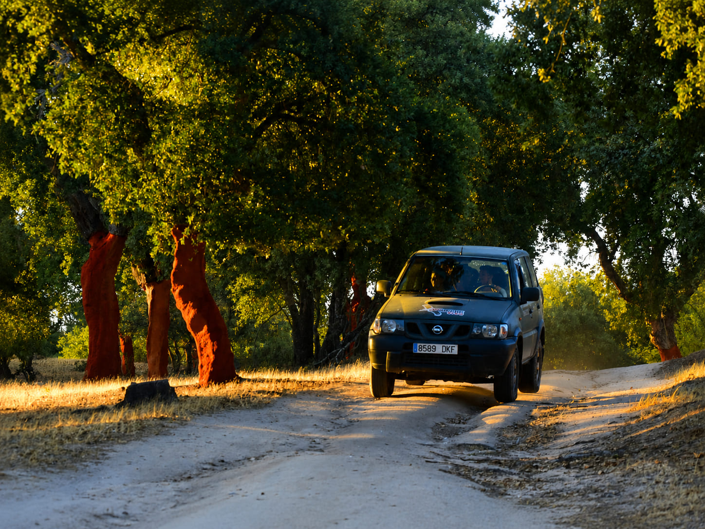Vehículo 4x4 recorriendo un camino entre alcornoques en el entorno de Monfragüe.