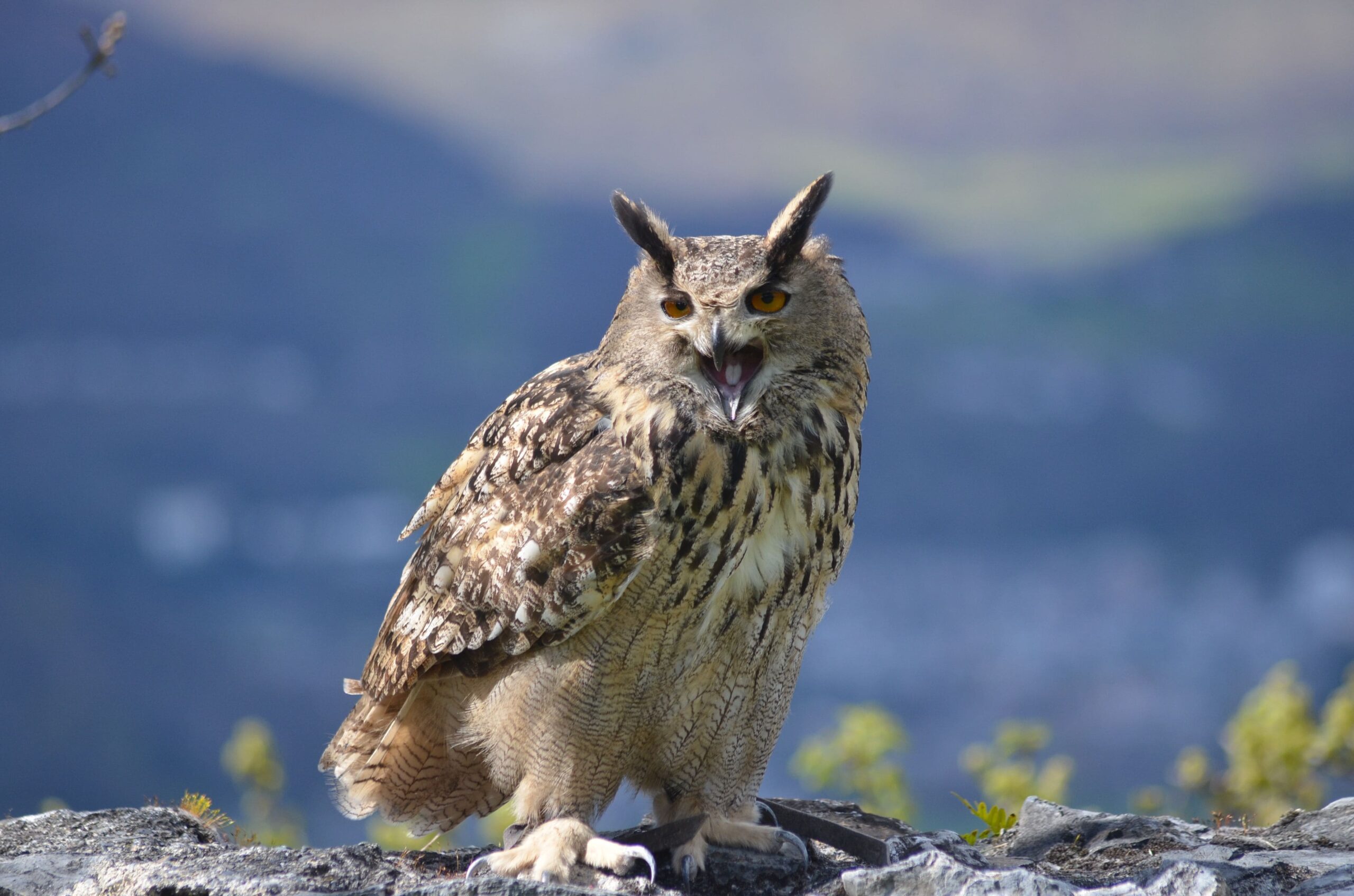 Búho real posado sobre una roca en un entorno montañoso.