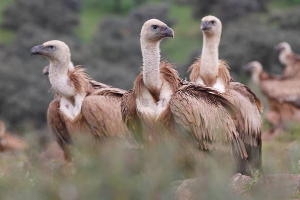 Grupo de buitres leonados reunidos en el entorno natural de Monfragüe.