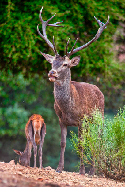 Ciervo macho con gran cornamenta acompañado de otro ciervo en un entorno natural.