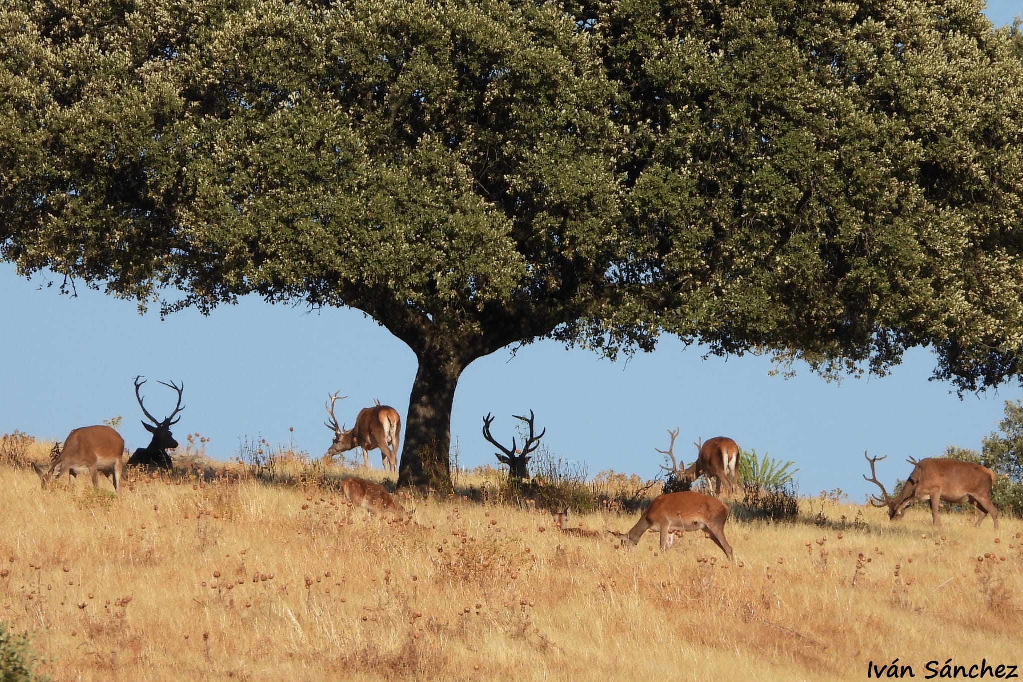 Grupo de ciervos bajo una encina en un paisaje de dehesa durante el otoño.