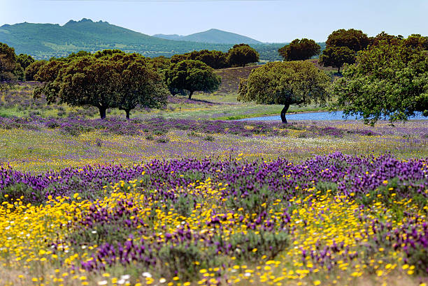 Monfrague_10 Dehesa extremeña en flor con encinas en Monfragüe.