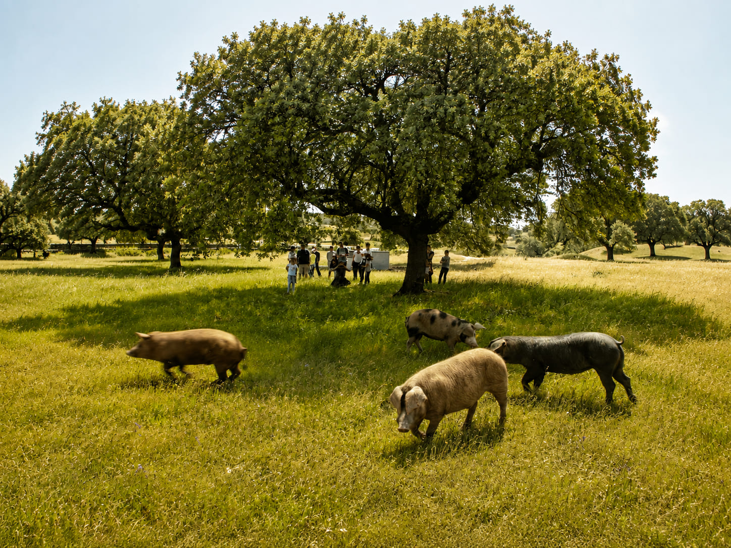 Cerdos ibéricos pastando en una dehesa entre encinas, con un grupo de visitantes al fondo.
