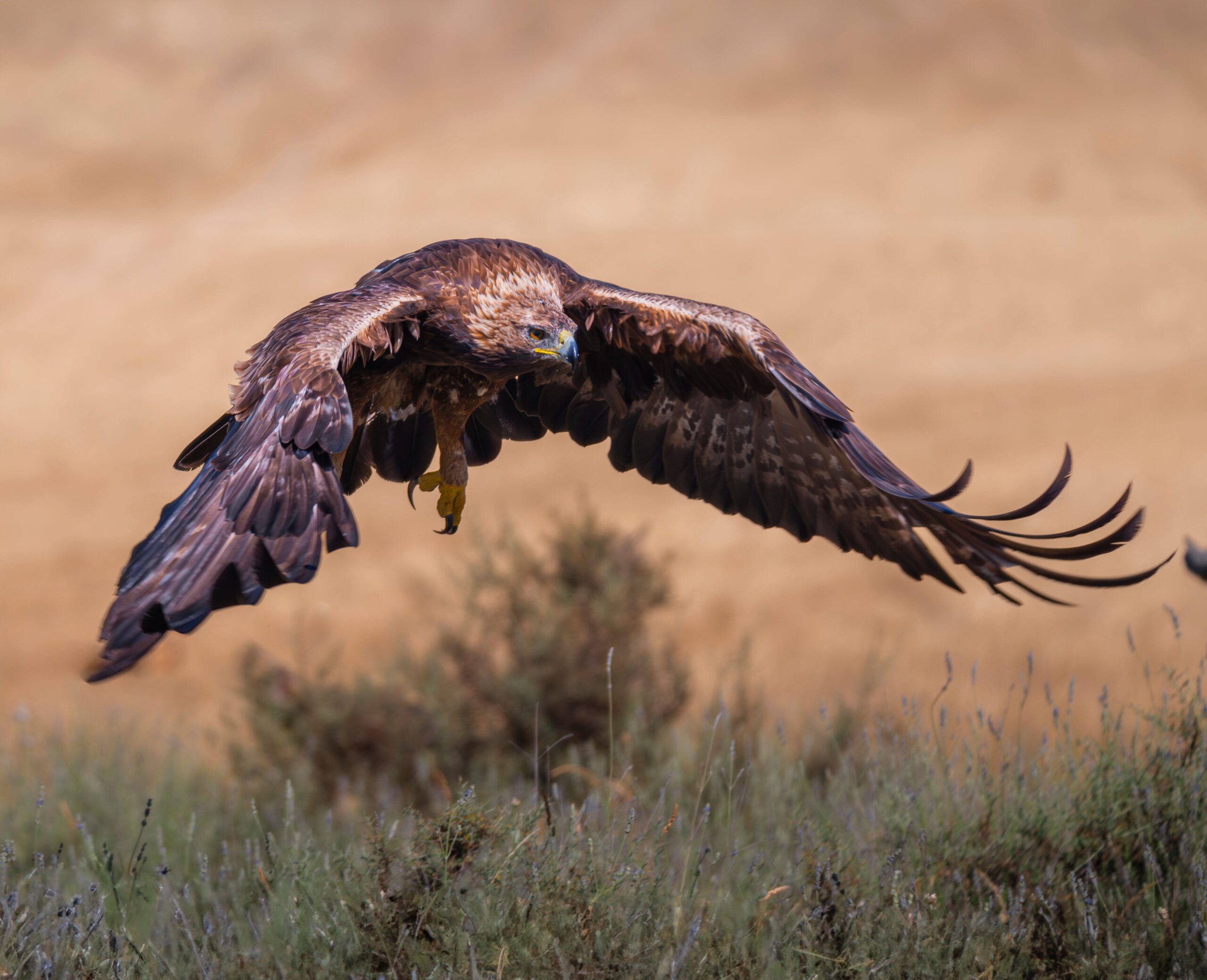 Águila imperial ibérica volando sobre un paisaje natural.
