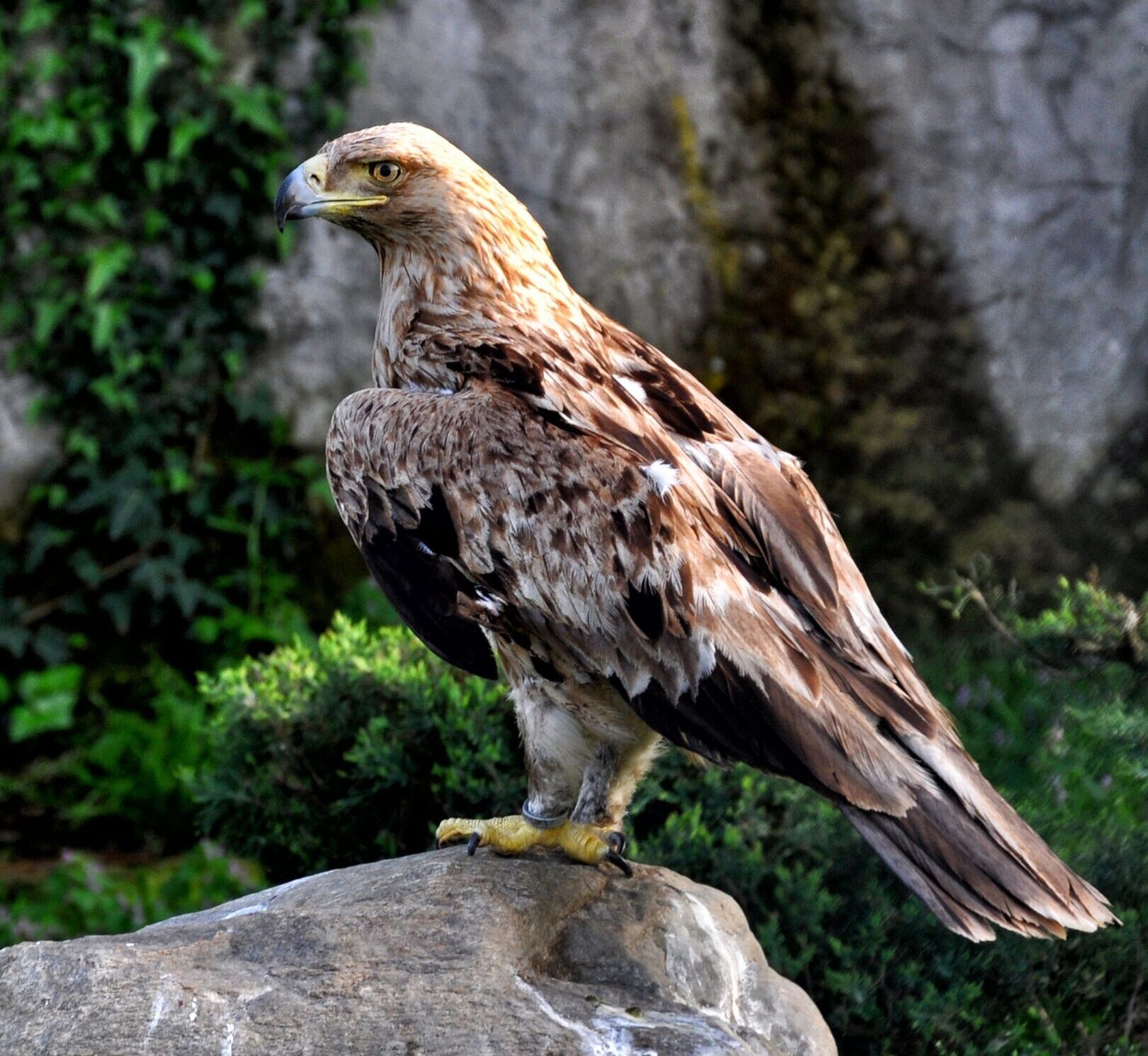 aguila_imperial_3 Águila imperial ibérica posada sobre una roca.
