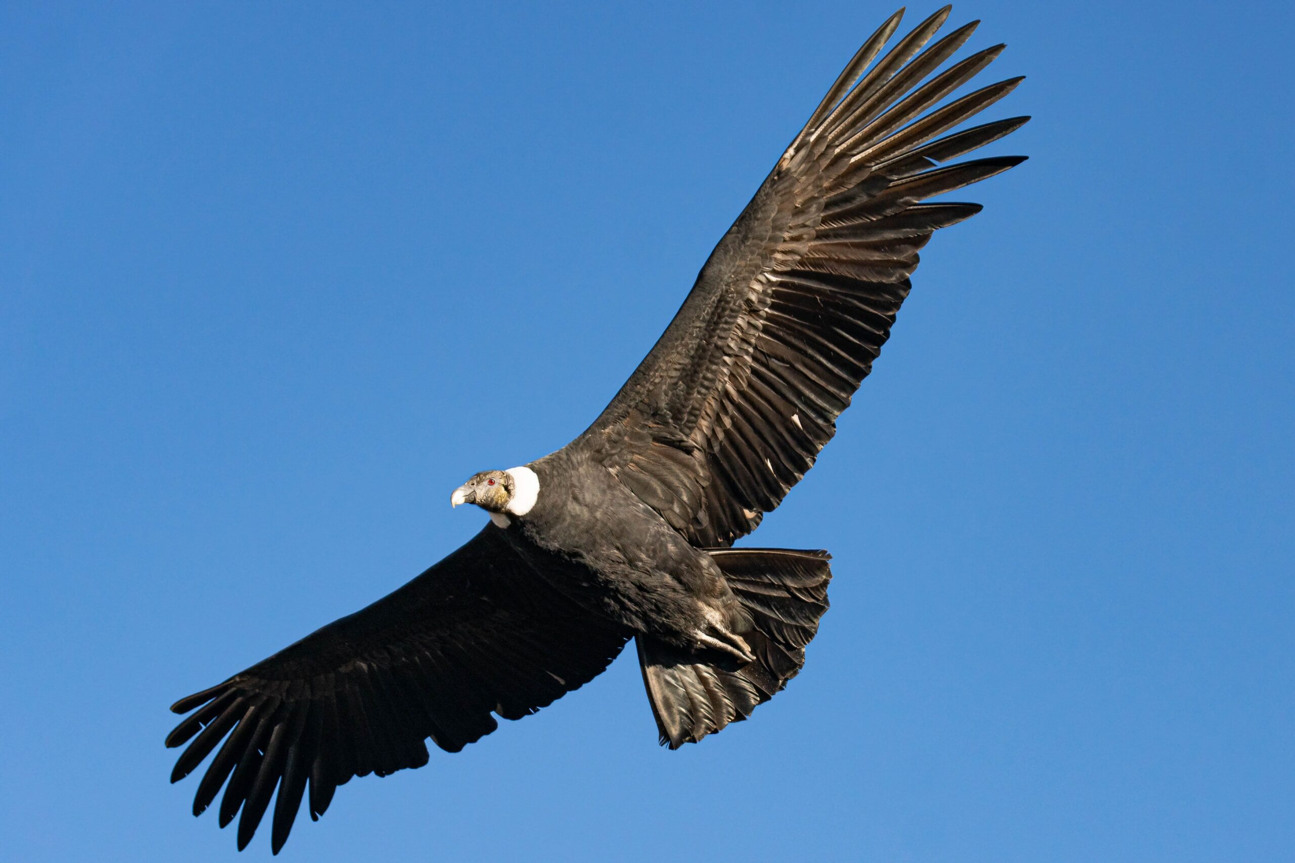 Buitre negro volando con las alas completamente extendidas sobre un cielo azul.