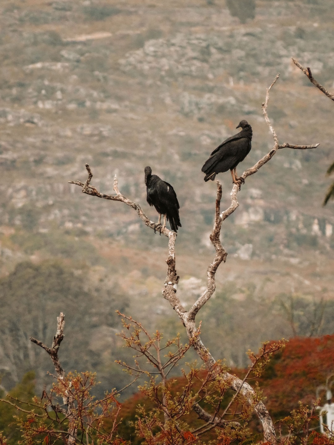 Dos buitres negros posados en un árbol seco en plena naturaleza.