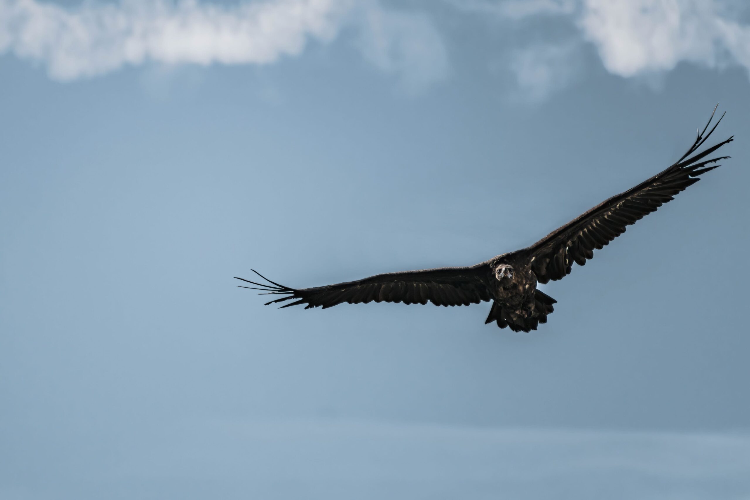 buitre_negro_3 Buitre negro volando con las alas extendidas bajo un cielo nublado.