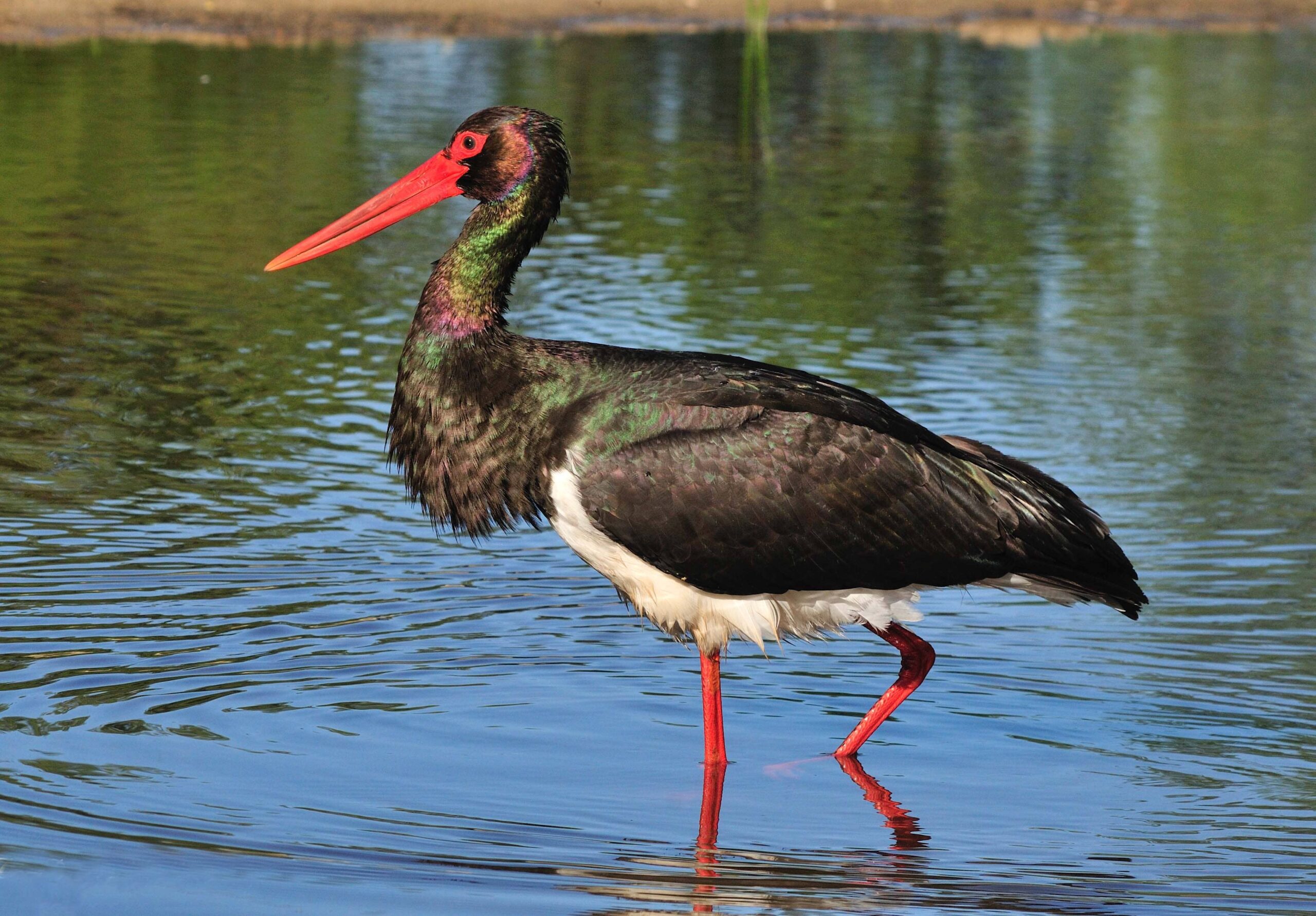 Cigüeña negra caminando por una zona de aguas poco profundas.